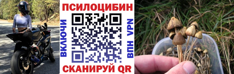 Купить  Таруса  Псилоцибиновые грибы Magic Shrooms 